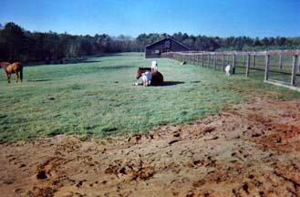 Goat on a horse in the pasture at Hidden Creek Dressage