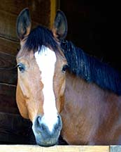 Bella owned by Catherine Arhnsbrak