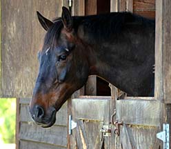 Geyser hanging out in his stall