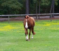 Sasha in the pasture