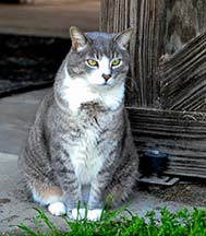 Sluggo - this is my barn!