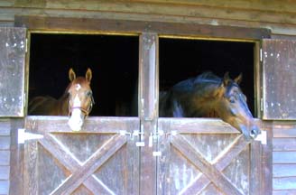 Sasha and Geyser in the Barn at Hidden Creek Dressage